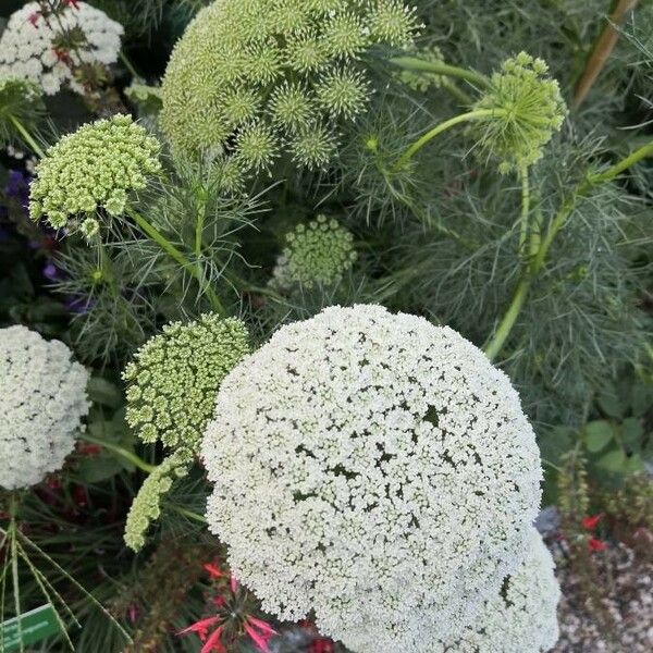 Visnaga daucoides Flower