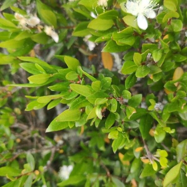 Myrtus communis Blatt