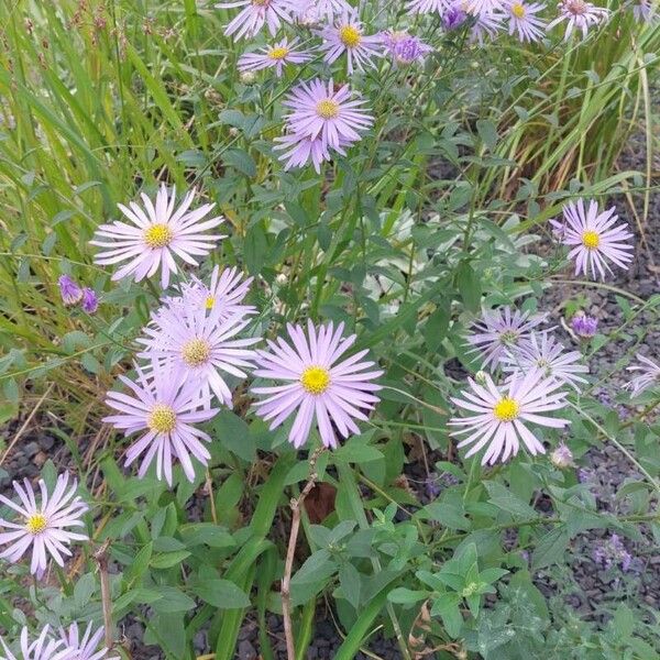 Aster amellus 花