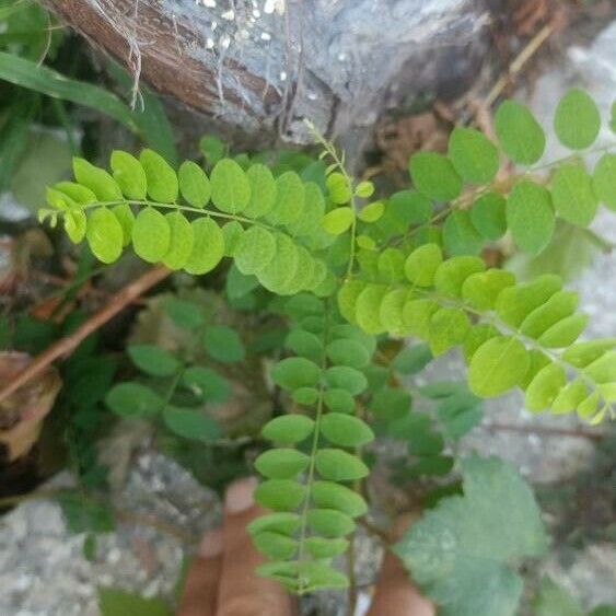 Phyllanthus tenellus 葉