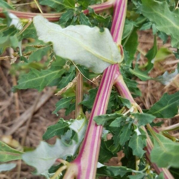 Oxybasis glauca Lubje