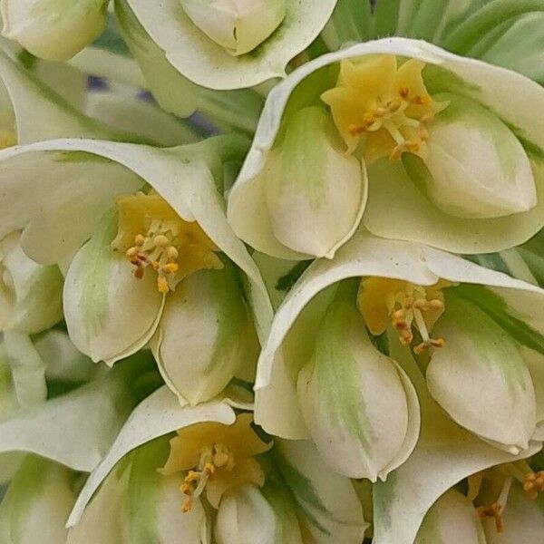 Euphorbia characias Fleur