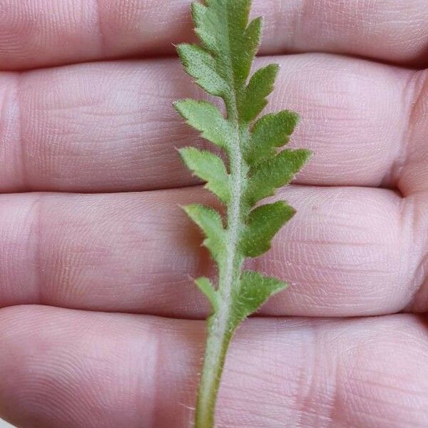 Capsella bursa-pastoris Leaf