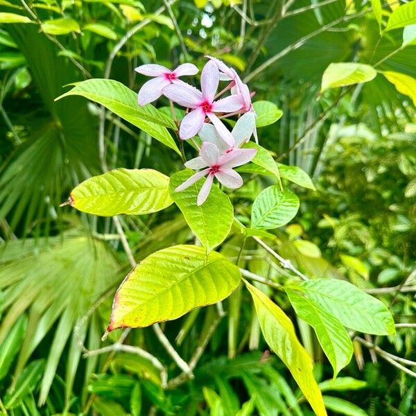 Kopsia fruticosa Flower