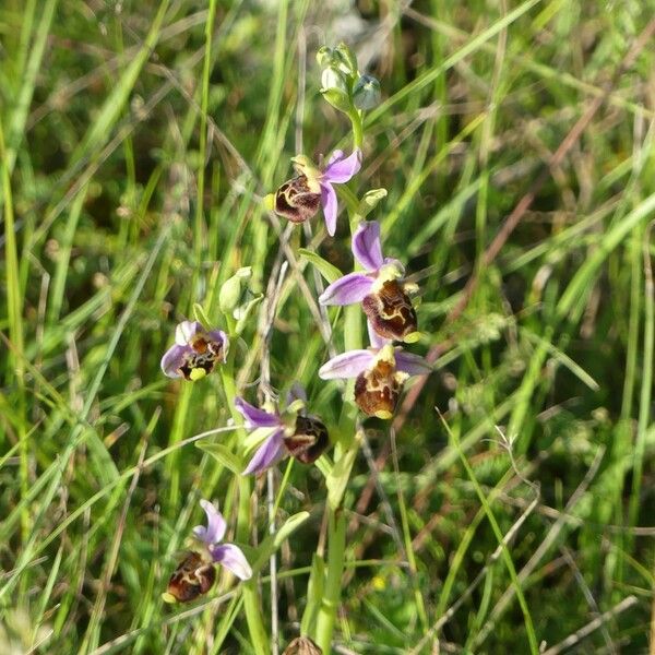 Ophrys holosericea Blomst