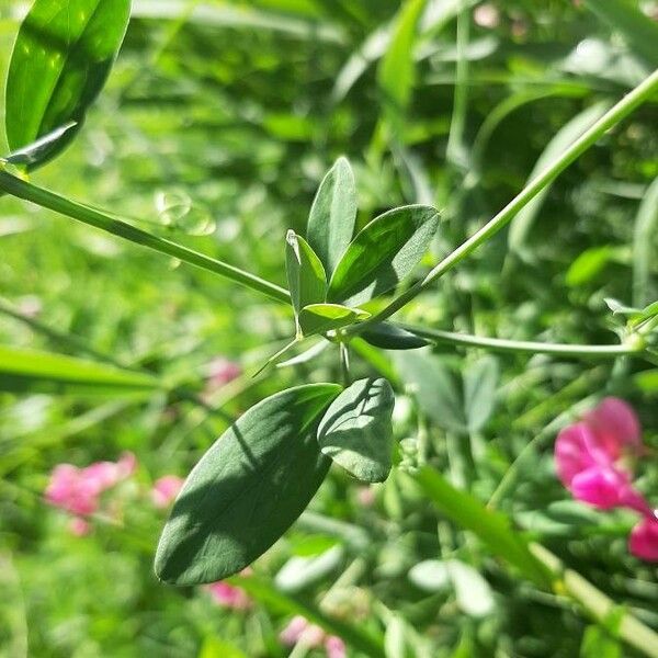 Lathyrus tuberosus Ліст