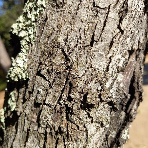 Sorbus domestica Bark