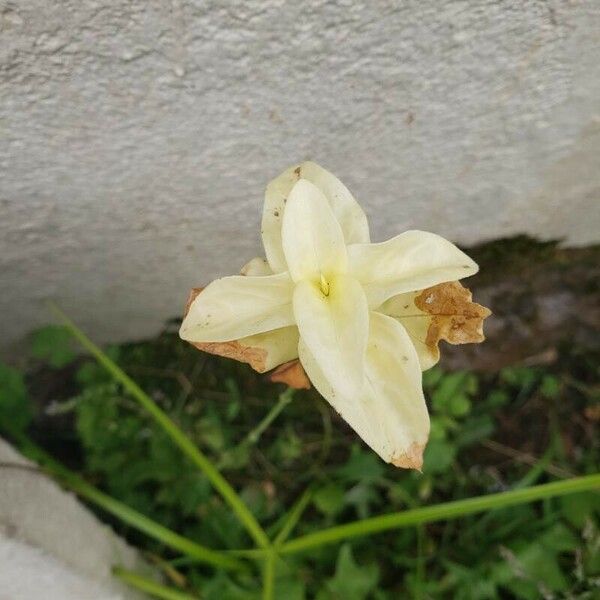 Nicotiana alata Blomst