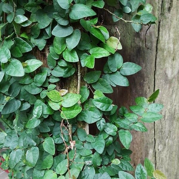 Ficus pumila Blad