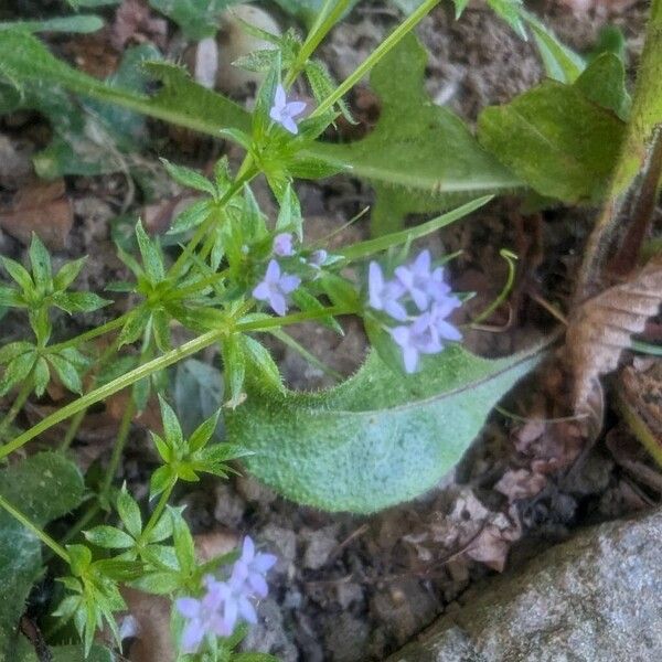 Sherardia arvensis ফুল