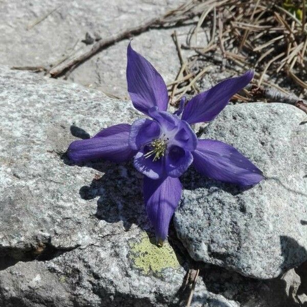 Aquilegia pyrenaica Lorea