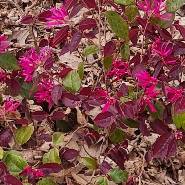 Loropetalum chinense Cvet