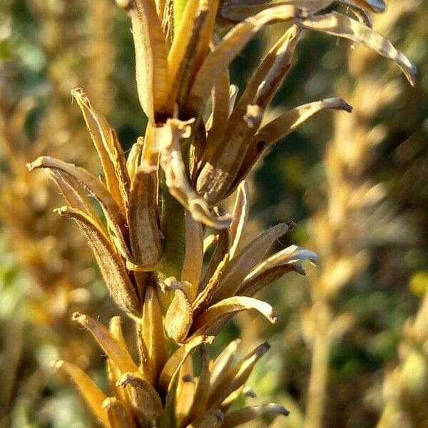 Oenothera biennis Fruto