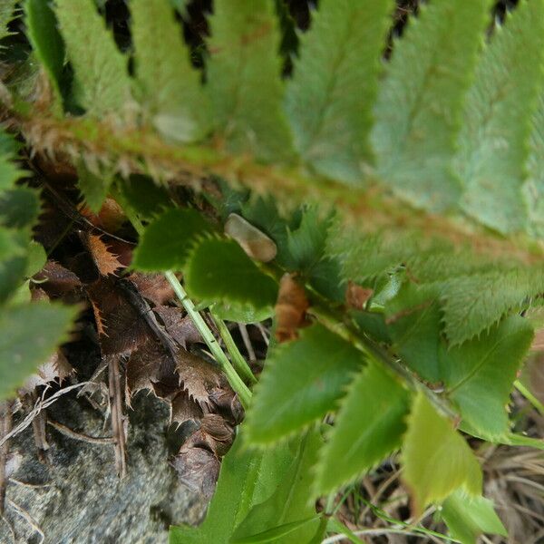 Polystichum lonchitis Leaf