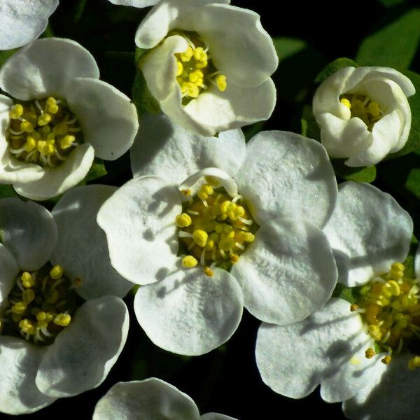 Spiraea nipponica Floare