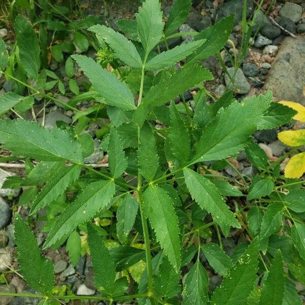 Angelica arguta Leaf