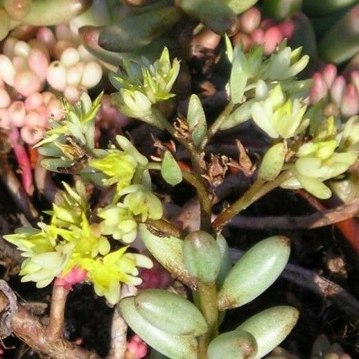 Sedum × rubrotinctum Květ