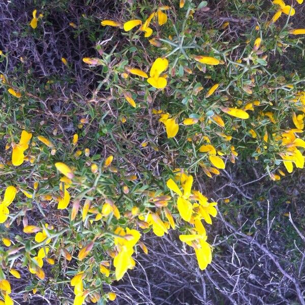 Genista salzmannii Altres