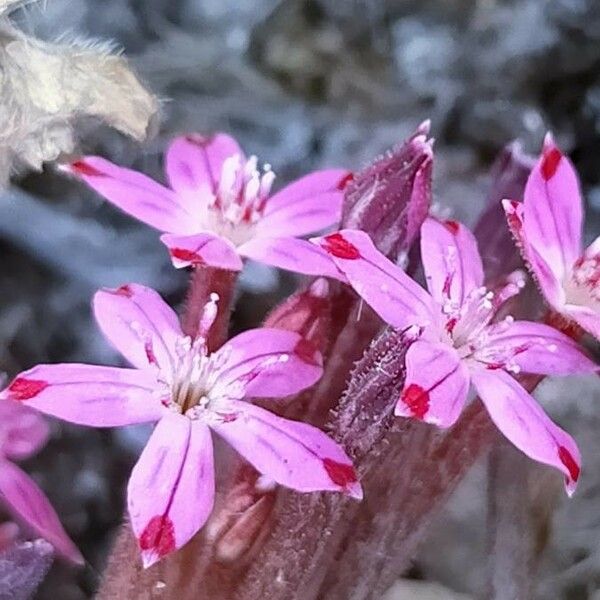 Pistorinia hispanica Flower