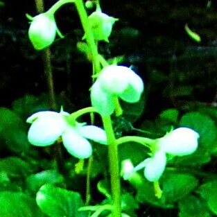 Pyrola rotundifolia Flor