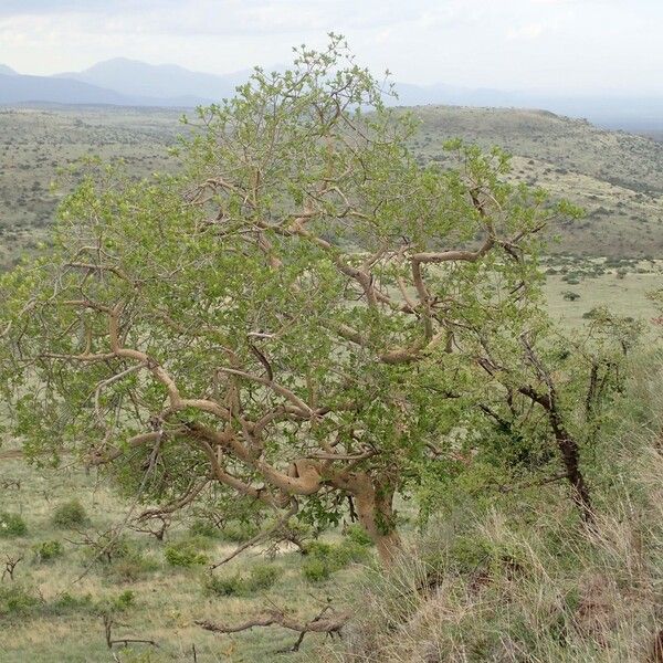 Ficus glumosa Συνήθη χαρακτηριστικά