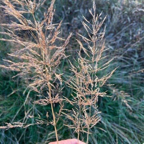 Agrostis gigantea Frugt