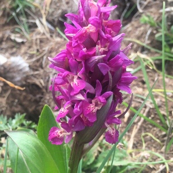 Dactylorhiza sambucina Blomma