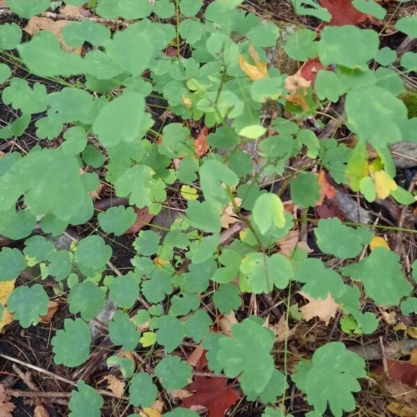 Thalictrum dioicum Celota