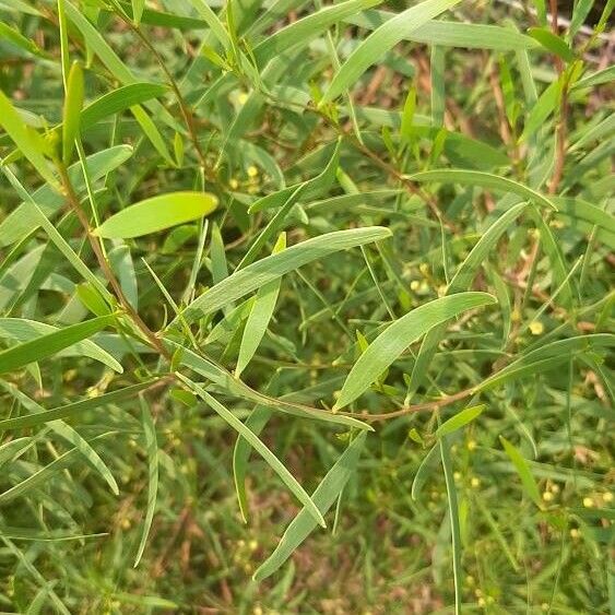 Acacia longifolia Лист