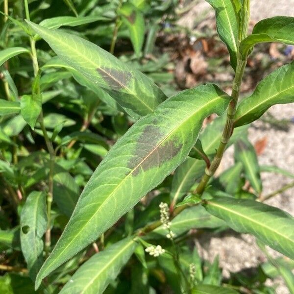 Persicaria lapathifolia 葉