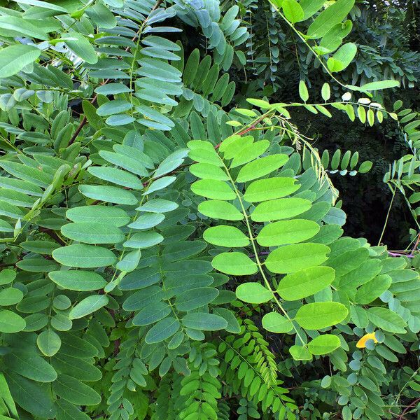 Robinia pseudoacacia ഇല