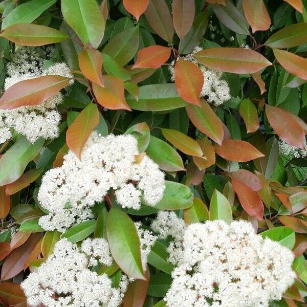 Photinia serrulata Лист