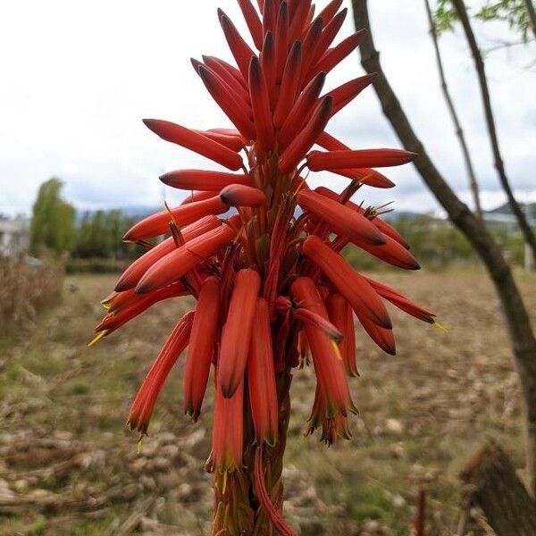 Aloe arborescens Kwiat