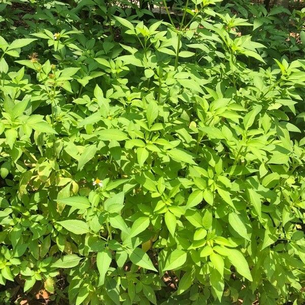 Bidens pilosa Hábito