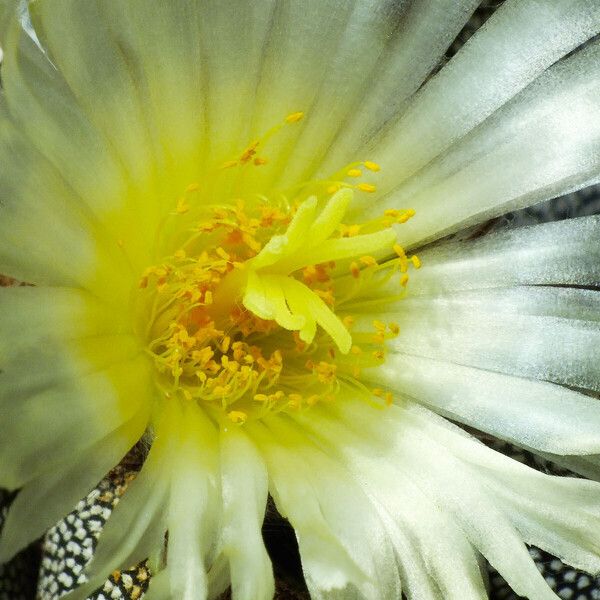 Astrophytum myriostigma Çiçek