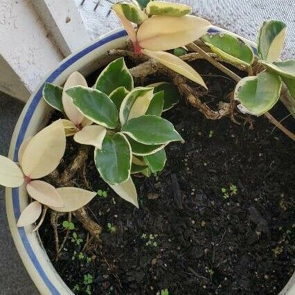 Crassula sarmentosa Leaf