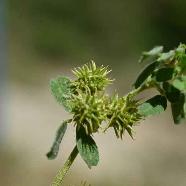 Medicago minima Frucht