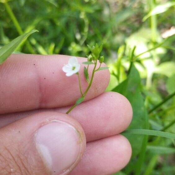 Veronica scutellata 花