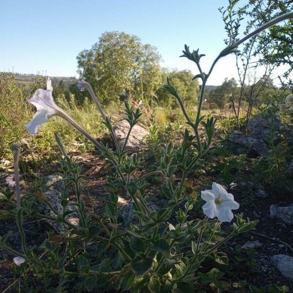 Petunia axillaris Blomst