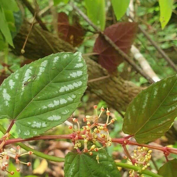 Cissus discolor फूल