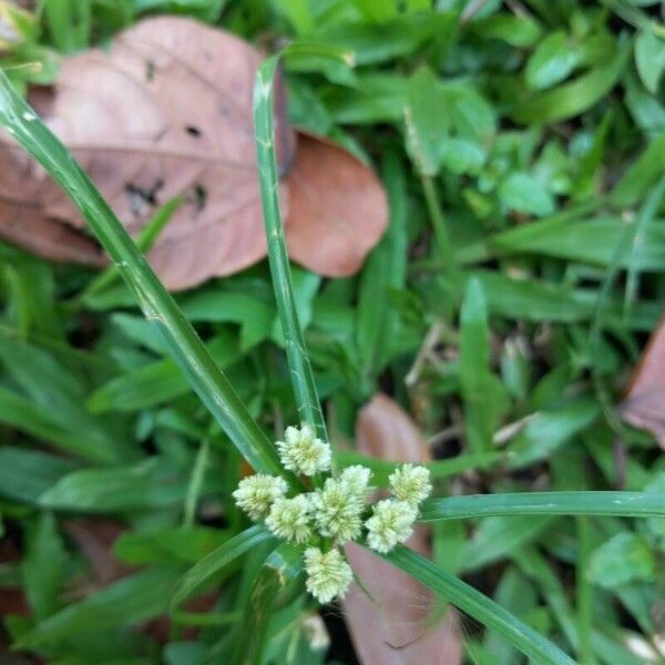 Cyperus luzulae Flower