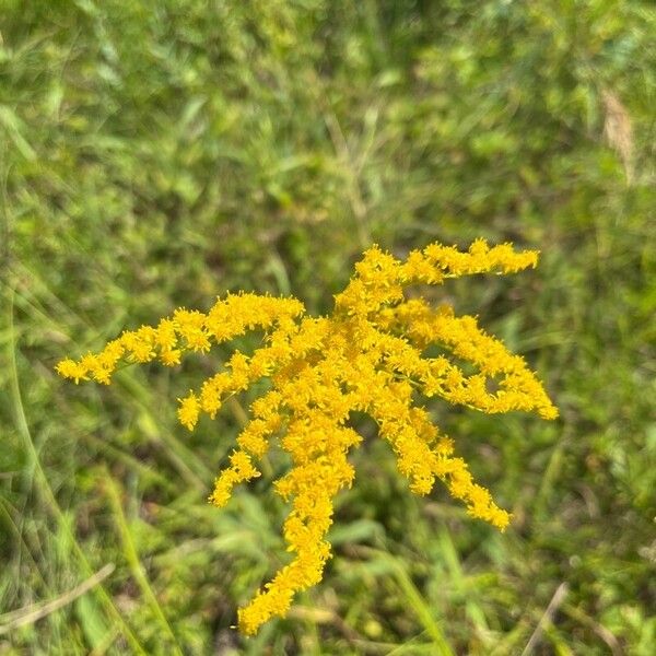 Solidago juncea 花