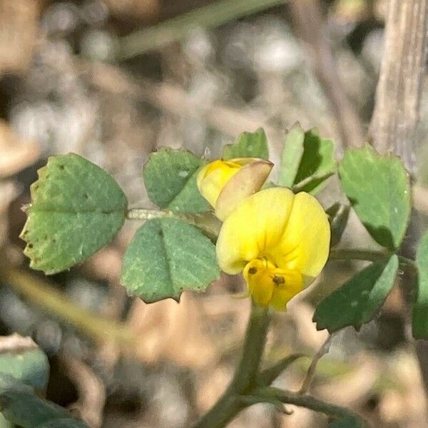 Medicago littoralis Blüte