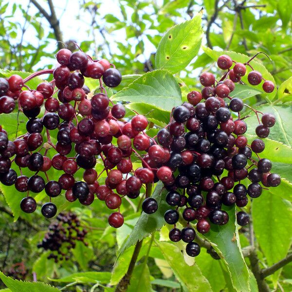 Sambucus nigra Vaisius