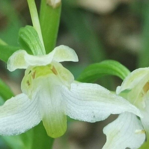 Platanthera chlorantha Flor