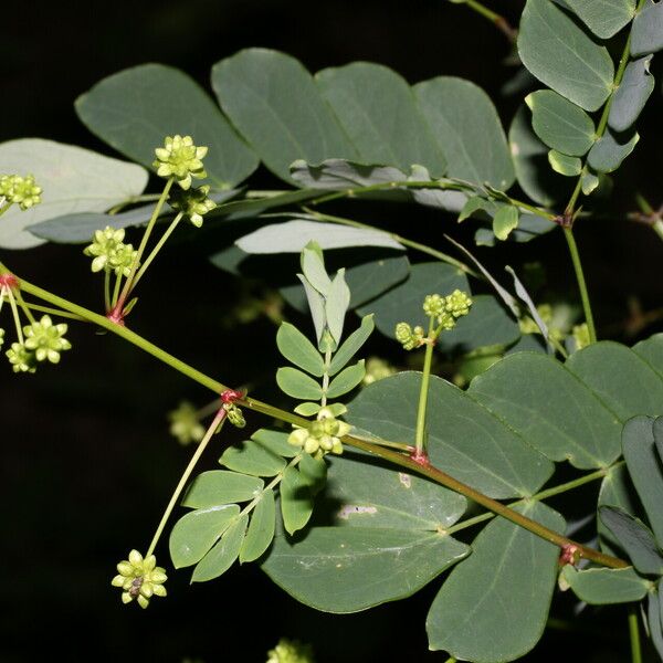 Zapoteca formosa Blad