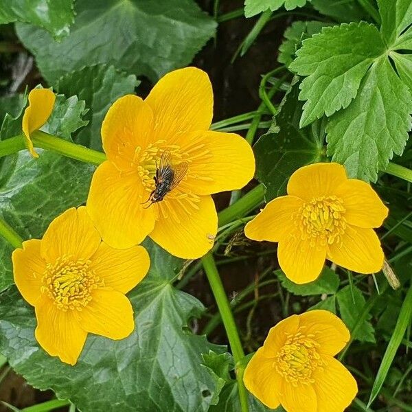 Ranunculus montanus Квітка