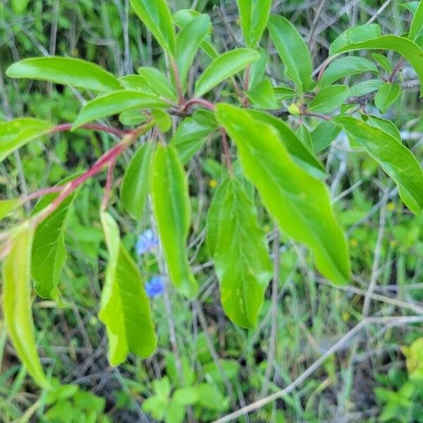 Prunus rivularis Leaf