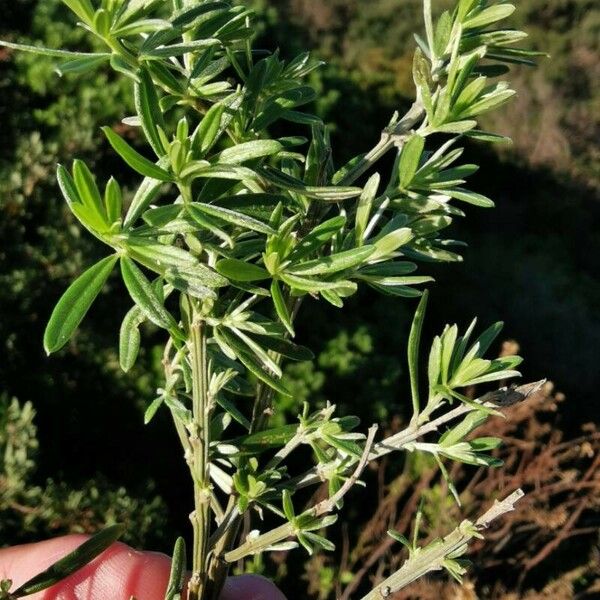 Genista linifolia Foglia