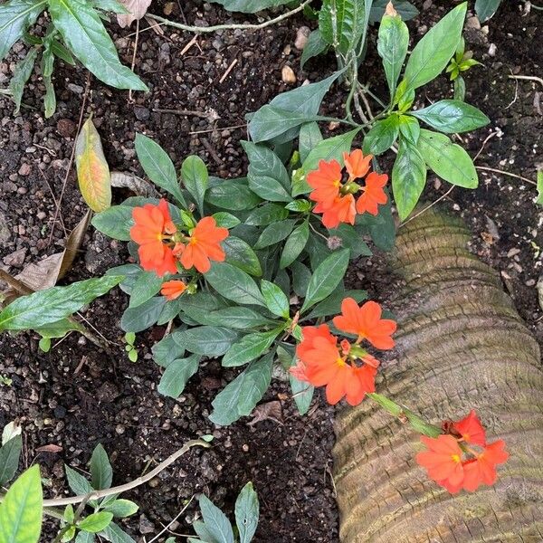 Crossandra infundibuliformis Habitus